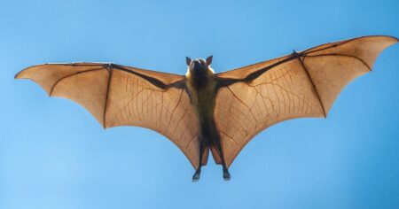 بوربوينت بحث عن الخفافيش للصف الرابع الابتدائي
